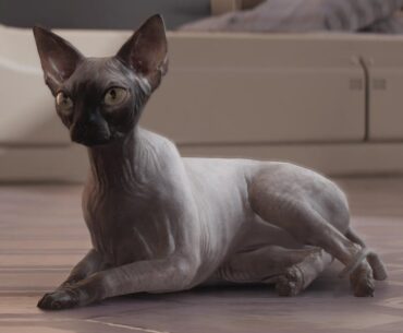 Let’s show some love for our beautiful pets
