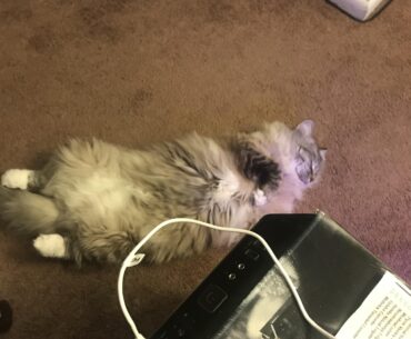 Anyone else’s pets like to sleep by their pc?