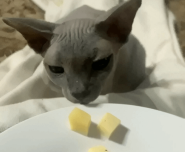Press F to pet - Cat looks familiar
