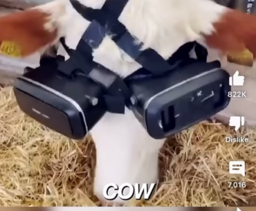 Cow has better set up than me