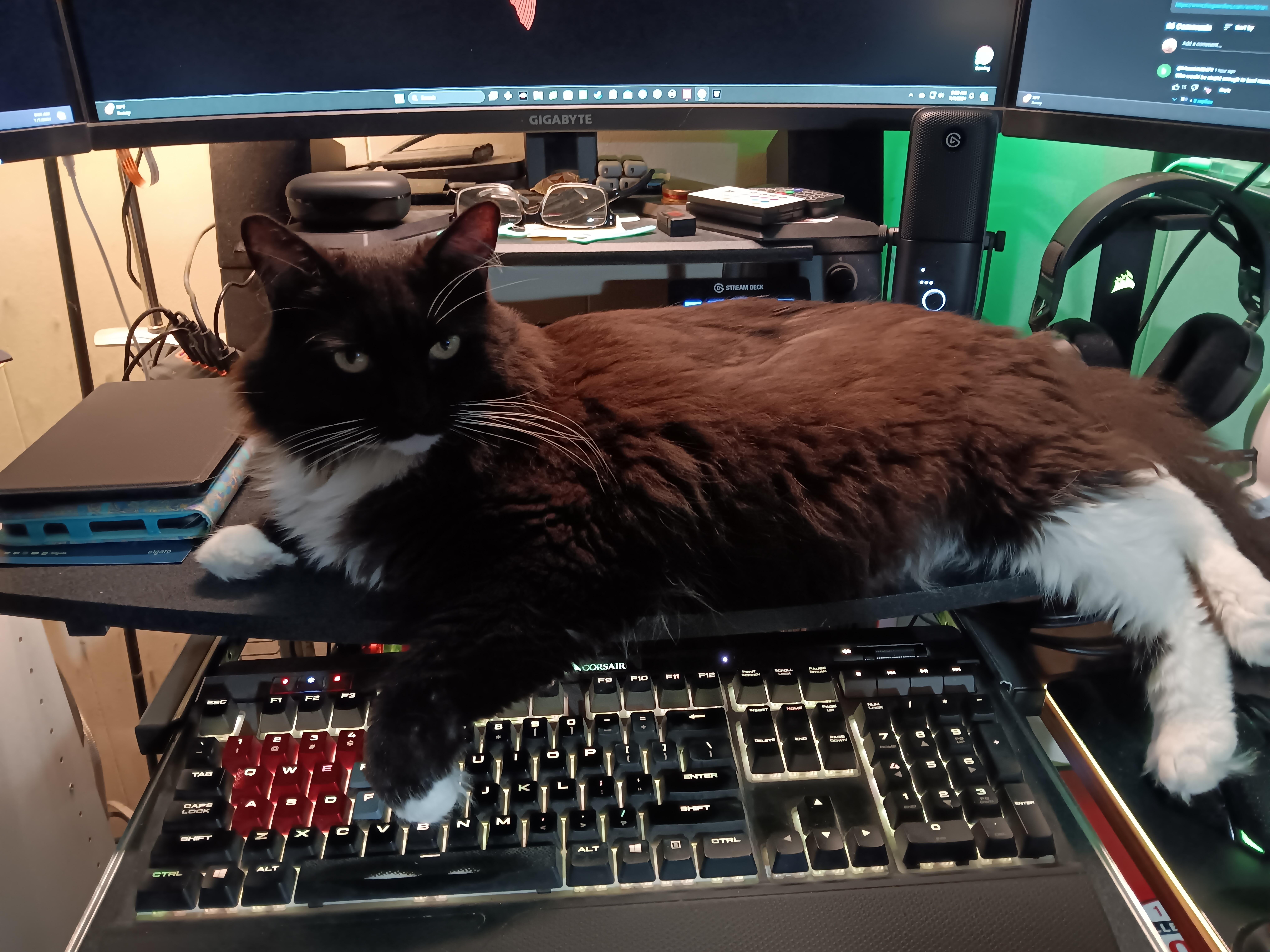 Cat of the pcmasterrace