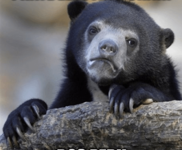 confession bear meme