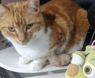 My cat sits on everything new I get god damit