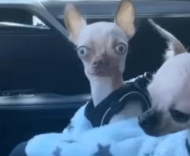 The stray teammate that never follows the squad, lands in the other side side of the map and when find the team loots your kills