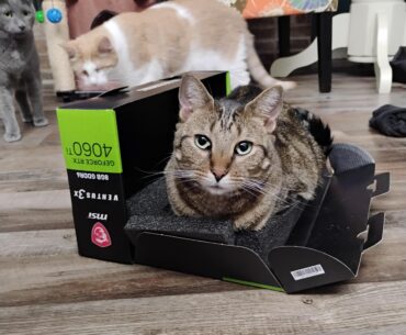 Most expensive cat bed ever