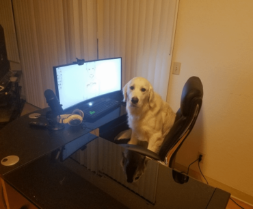 Who needs a cat when you can have a dog who's also a gamer?
