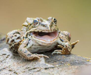 Deadlock anti-cheat update turns cheaters into frogs