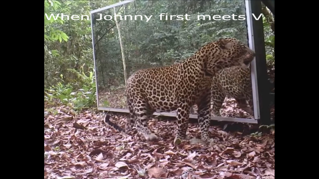 When Johnny first meets V