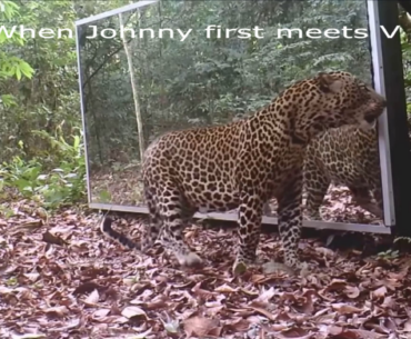 When Johnny first meets V