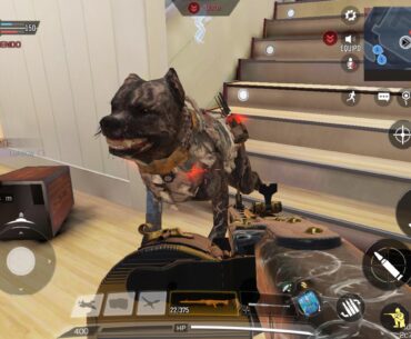 Chilling dog