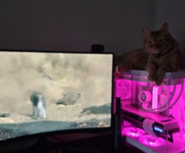 First PC I Built for Myself (dumbass jumps on it too often)