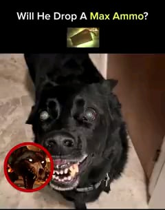 Real life hellhound