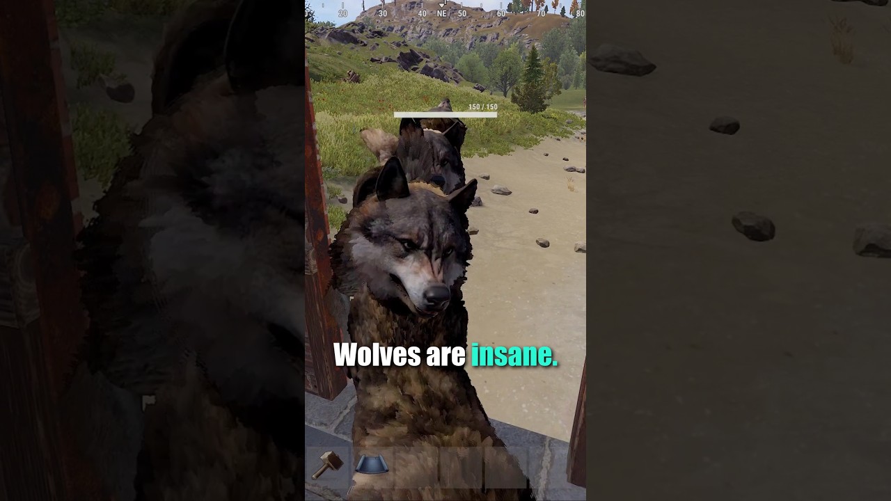 Wolves Are Terrifying in Rust! One Thing Can Stop Them…Sorta… #rust #rustshorts #rusttips Wolves Are Terrifying in Rust! One Thing Can Stop Them...Sorta... #rust #rustshorts #rusttips