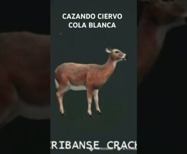 CIERVO COLA BLANCA - THE HUNTER #gameplay #gaming #thehuntercallofthewild #hunter #caza #fps #games