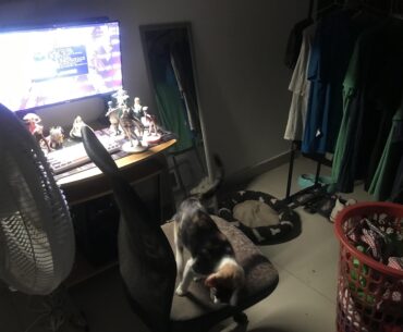 I have been living alone with my 2 cats for almost 6 years in a small apartment