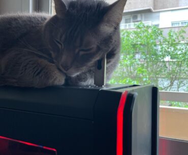 My cat using a usb as a pillow