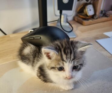 Anti mouse-pad