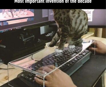 Now all I need is a cat