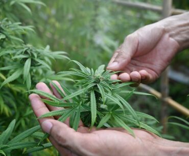 Nevada Gaming Officials Look at Changing 11-Year Cannabis Rules