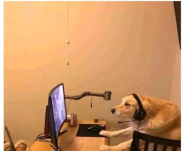When the support main logs in and still carries the whole team while chasing his tail.