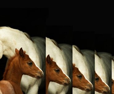 Inside the Creepy, Surprisingly Routine Business of Animal Cloning