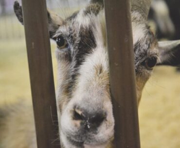 Fair food, games and more: West Virginia Interstate Fair and Exposition starts Tuesday | News, Sports, Jobs