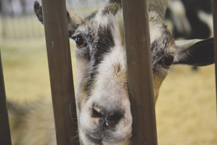 Fair food, games and more: West Virginia Interstate Fair and Exposition starts Tuesday | News, Sports, Jobs Fair food, games and more: West Virginia Interstate Fair and Exposition starts Tuesday | News, Sports, Jobs