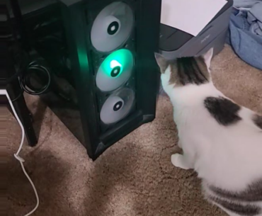 I took off the fan cover. My cat was intrigued.