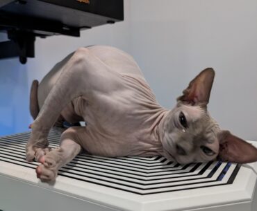 Well, at least I don't have to worry about fur