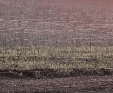Photo of a field in the Ukrainian war zone covered with fiber optic cables left by FPV drones.