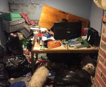 Somebody get those dogs out of there.