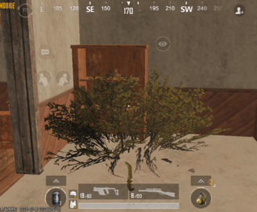 I SAW THIS VEGETATION IN 2 HOUSES YESTERDAY IN MIRAMAR...