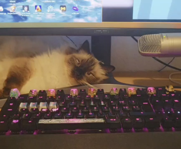 How am I supposed to get anything done on my computer with this gremlin staring at me every day