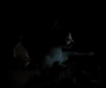 Found an old video of my cats enjoying the CSGO major while clearing out my storage.
