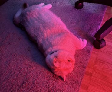 i think he likes my PC lights