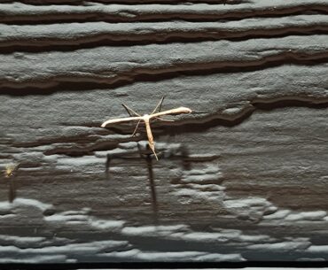 I found T-Bug!