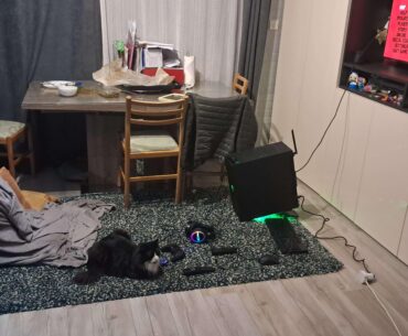 My monitor broke, so i used my OLED TV... (the cat is for emotional support)