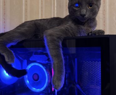 Meet medu, the real netrunner of Night City 😈