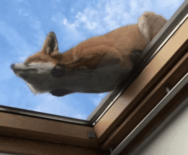 Firefox got stuck on Windows