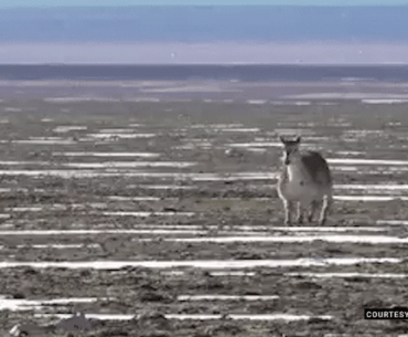 Robot antelope joins the herd to keep an eye on their health