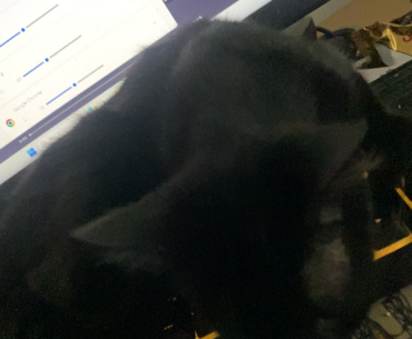 My cat hit play on 115 and understood the calling