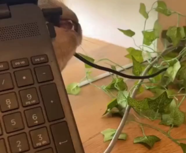 RIP the cables