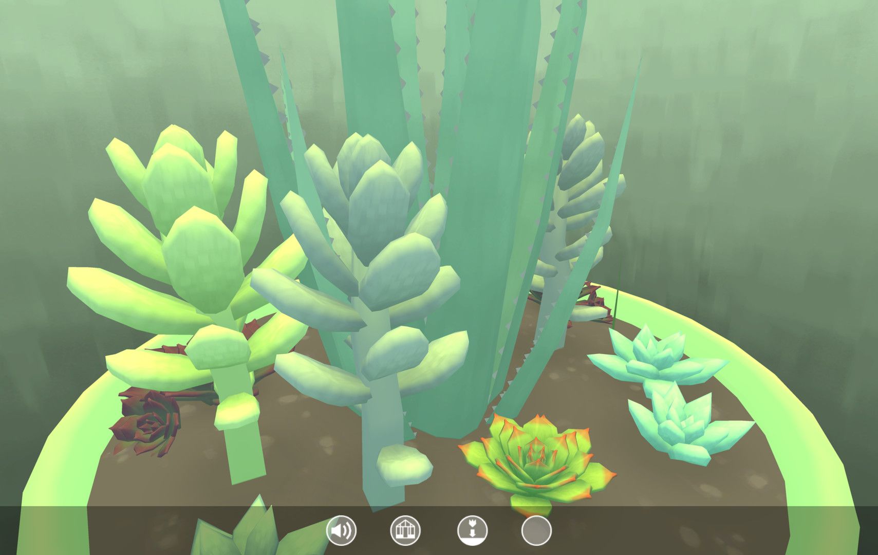Cacti growing in a pot in Viridi