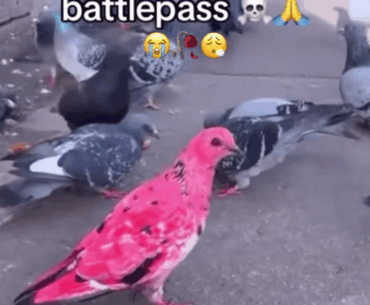 When your pigeon gets the legendary draw on first spin.