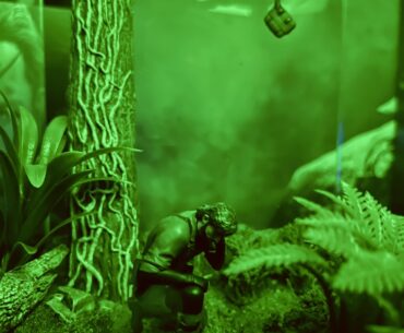 My MGS Delta Collector’s Edition Included Ferns