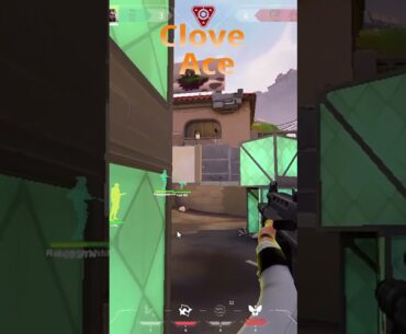 Clove ace