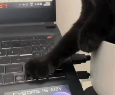 What do you do if your cat doesn't let you use your PC?