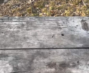 If y'all woundering how striker shotgun looks like in IRL
