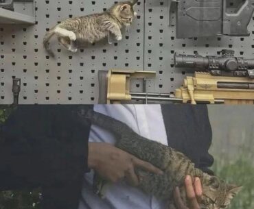 The next season meta just dropped