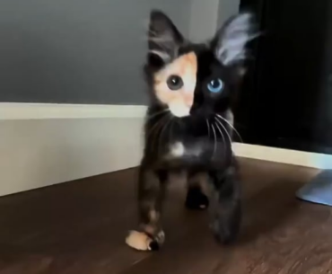 Why does this kitten remind me of the mythic Ghost skin? 😅